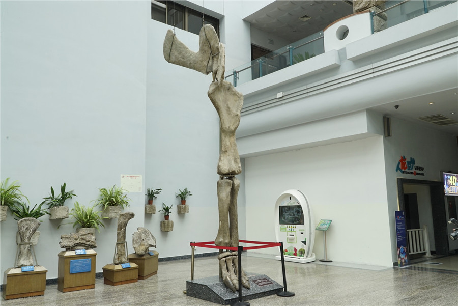 Dinosaur enthusiasts find their paradise at Zigong Dinosaur Museum