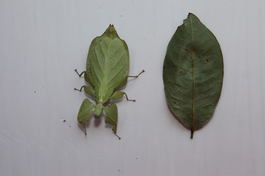 Rare Yunnan insect looks like a 'leaf' that can walk
