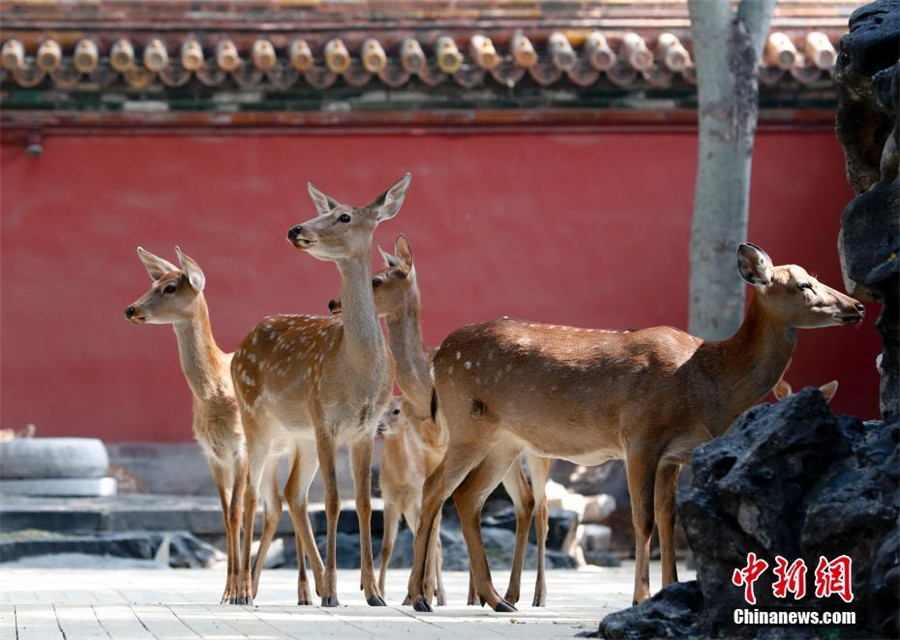 Sika deer to go on public display in Beijing's Palace Museum