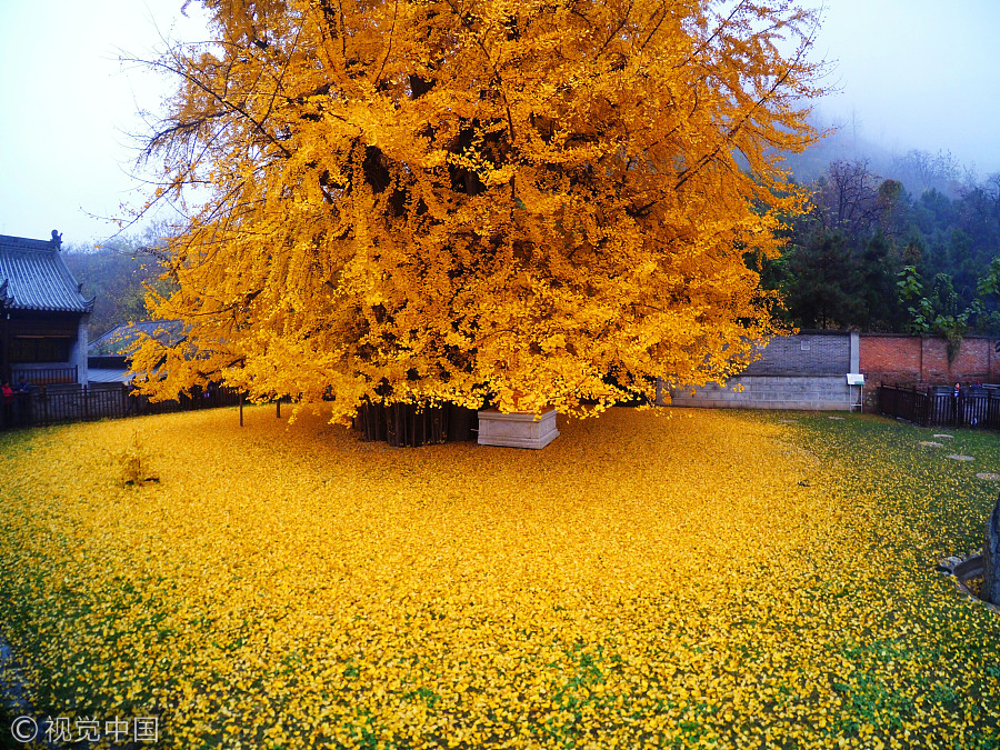 Ten photos from across China: Oct 20-26