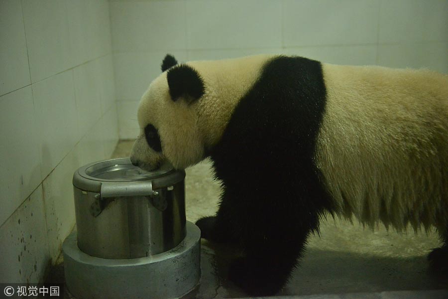 Malaysian-born panda cub returns to China