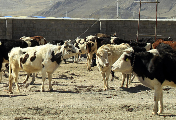 Milk project helps households to escape from poverty