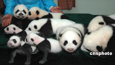 Nine Panda Cubs Make Group Photo Op