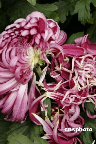 Blooming chrysanthemum