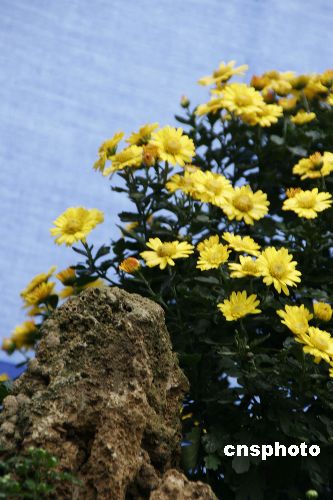 Blooming chrysanthemum