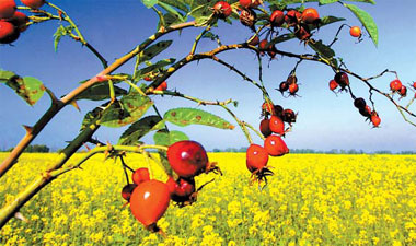 Hip new treatment wafts its way to arthritis sufferers