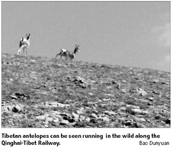 Finding Nima: Why an antelope no longer fears trains