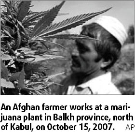 Marijuana replaces poppies as cash crop