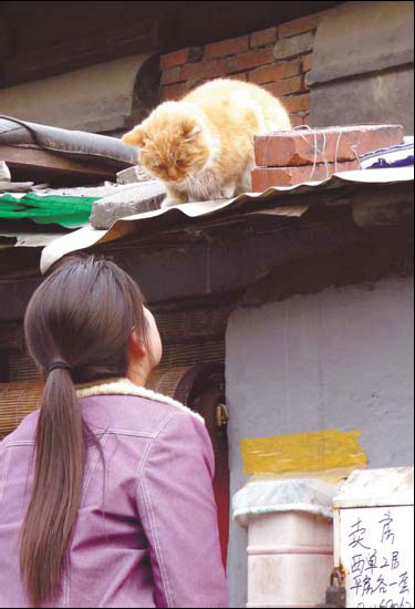 Animal lovers saddened by cat killings