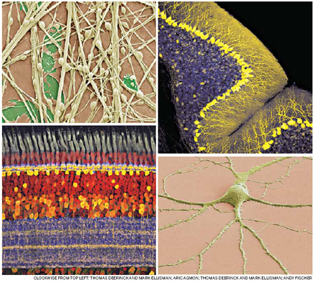 A visual odyssey through the secrets of the brain