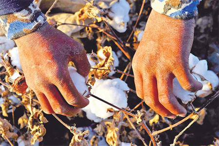 Harsh harvest looms for Xinjiang cotton growers