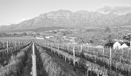 Importers toast the future of South African wines