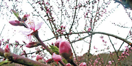 'Green hikers' in an ocean of flowers