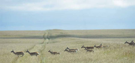 Chasing vestiges of the great wall