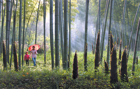 Perennial evergreen, illustration of life