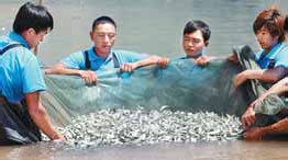 Fish releases aimed to protect plateau waters