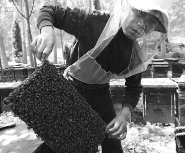 Beekeeper's life a hive of activity
