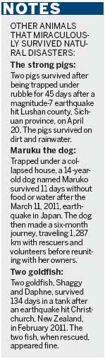 Dog survives after 30 hours buried in debris