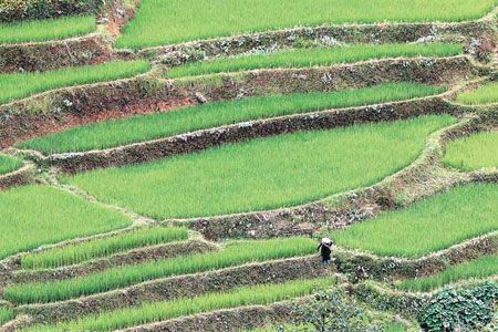 Terraces on top of the world