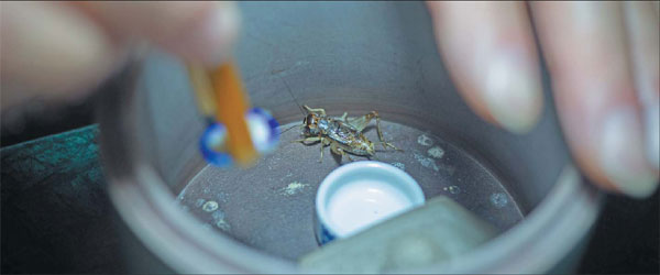 Classic clash of the crickets