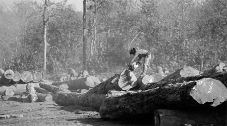 Myanmar to ban log exports to save forests
