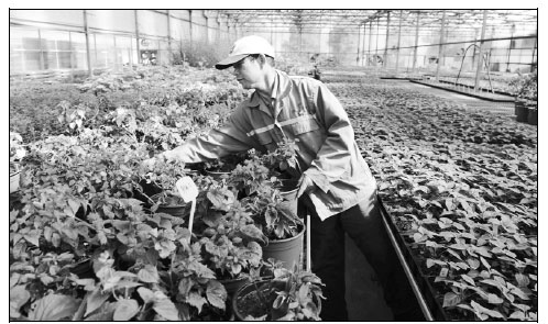 Garden expo to feature 300 Chinese-developed plant species