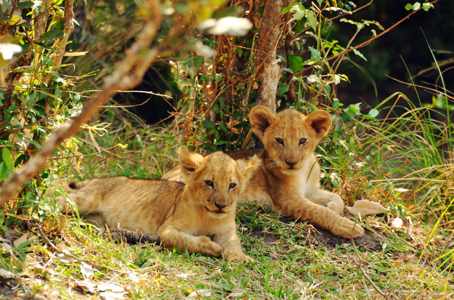 Photos: Living among lions(2)