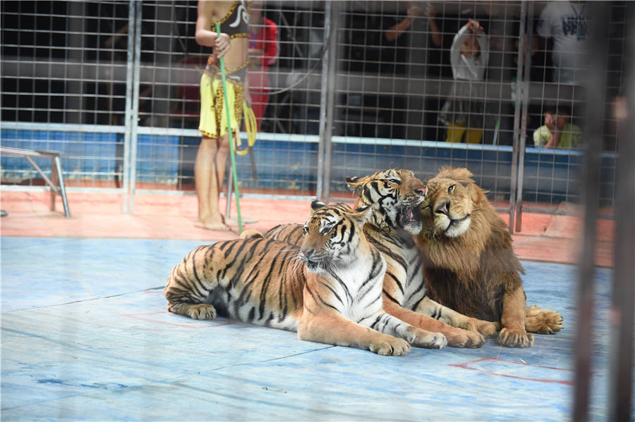 Circus festival in Hebei showcases grand performances