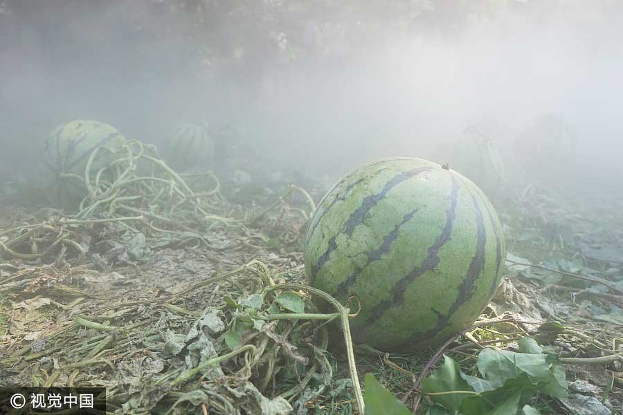 Watermelons add fun to graduation season
