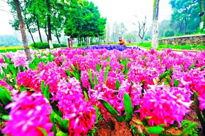 Wuhan welcomes cultural exchange with the Netherlands