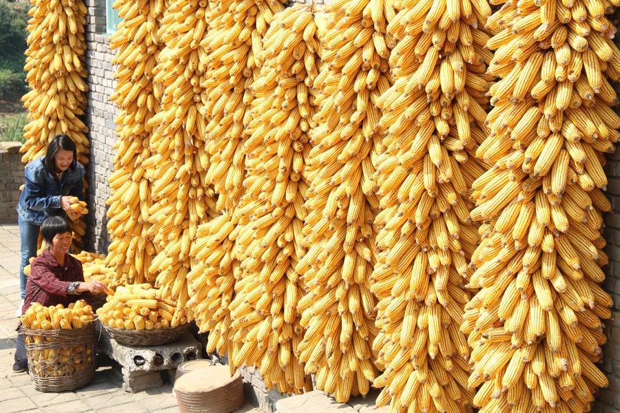 Harvest season colored by ripe crops around China