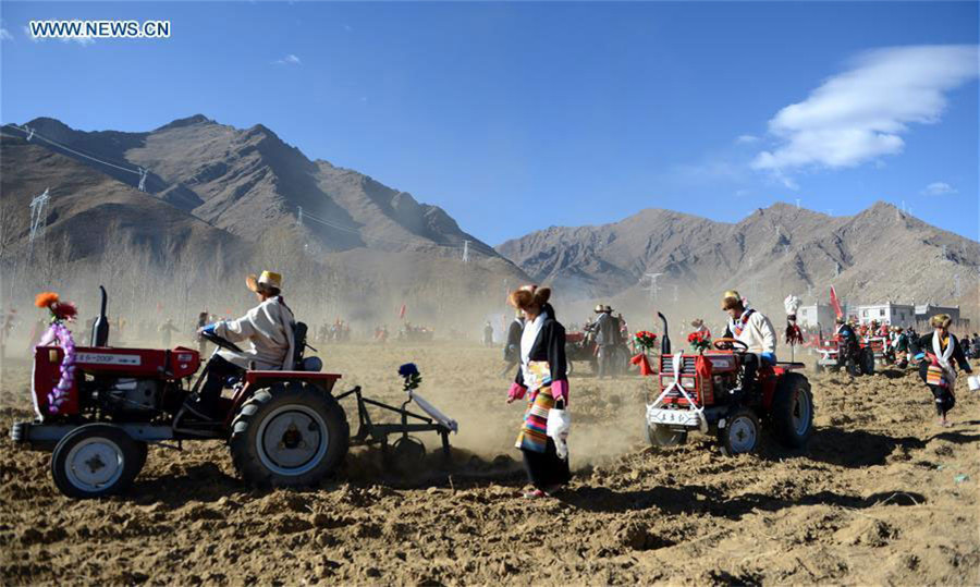 Farmers celebrate traditional spring ploughing in Tibet
