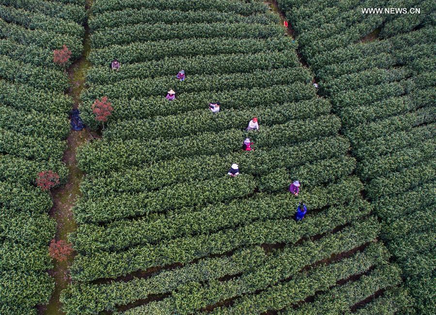 Tea farmers celebrate harvest in Zhejiang