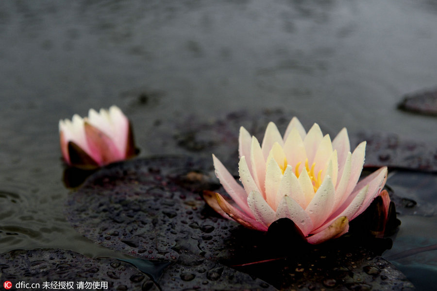 24 Solar Terms: 7 things you may not know about Grain in Ear