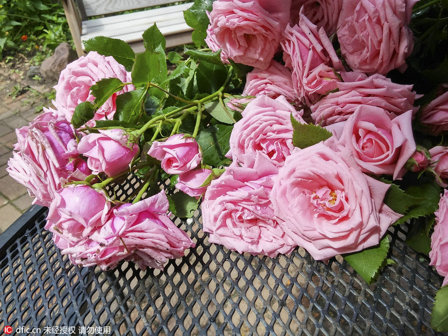 24 Solar Terms: 7 things you may not know about Grain in Ear