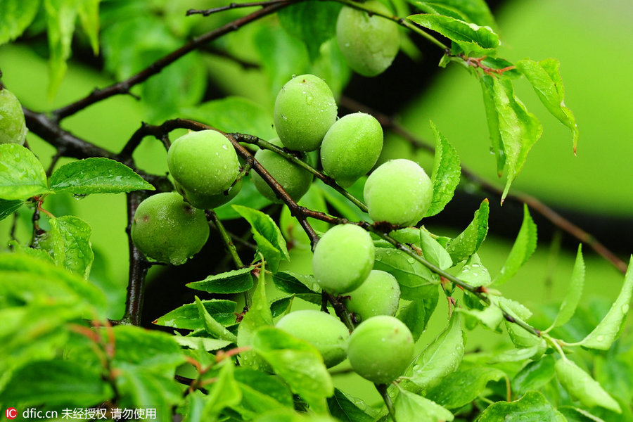 24 Solar Terms: 7 things you may not know about Grain in Ear