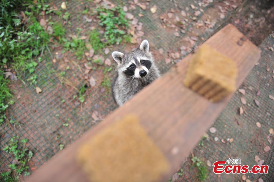 Animals also in Mid-Autumn Festival celebrations