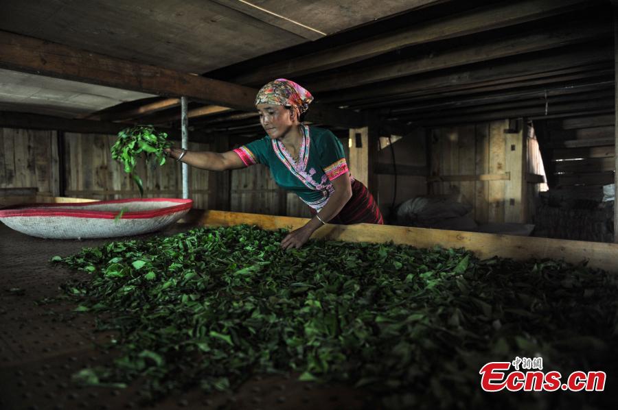 Jingmai Mountain a major tea production center in China