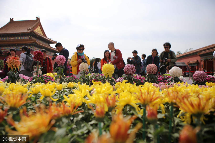 Chrysanthemums from Kaifeng bloom in the Forbidden City