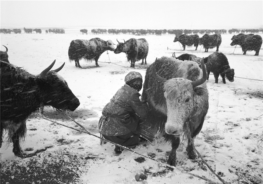 Photographer captures life on Tibet Plateau