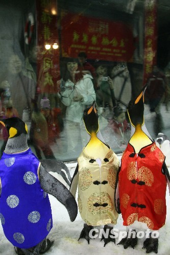 瞧瞧企鵝穿唐裝鬧新春