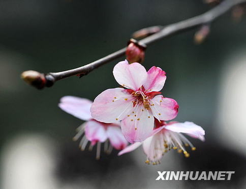 長沙春來早 櫻花露笑顏（圖）