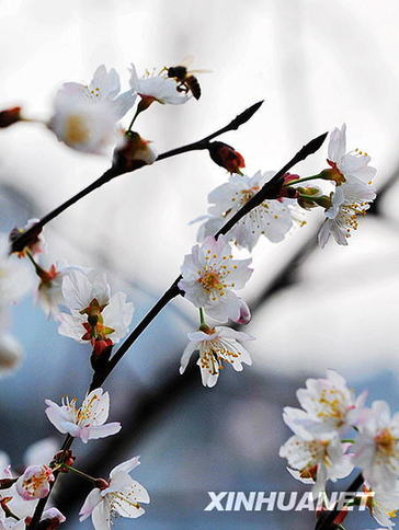 長沙春來早 櫻花露笑顏（圖）