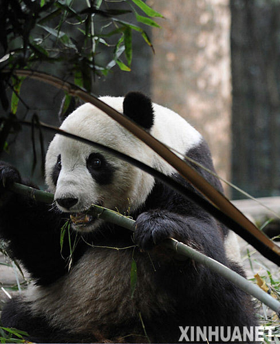 熊貓泰山的隔離檢疫生活