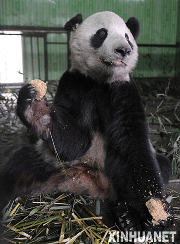 熊貓泰山的隔離檢疫生活