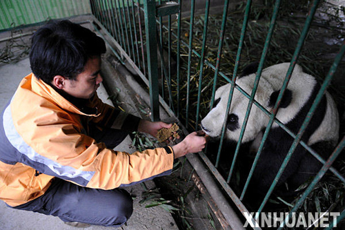 熊貓泰山的隔離檢疫生活