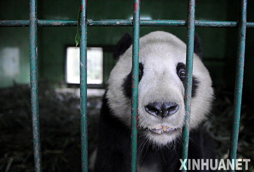 熊貓泰山的隔離檢疫生活