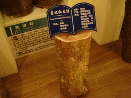 網絡媒體龍江行參觀穆棱遠東林木博物館