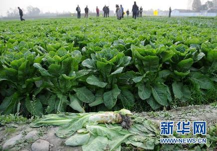 豐收萵筍1毛錢1斤仍沒人買 賣菜難根子在