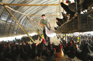 大學(xué)生村官郭帥阮江南創(chuàng)業(yè)中收獲愛(ài)情（組圖）